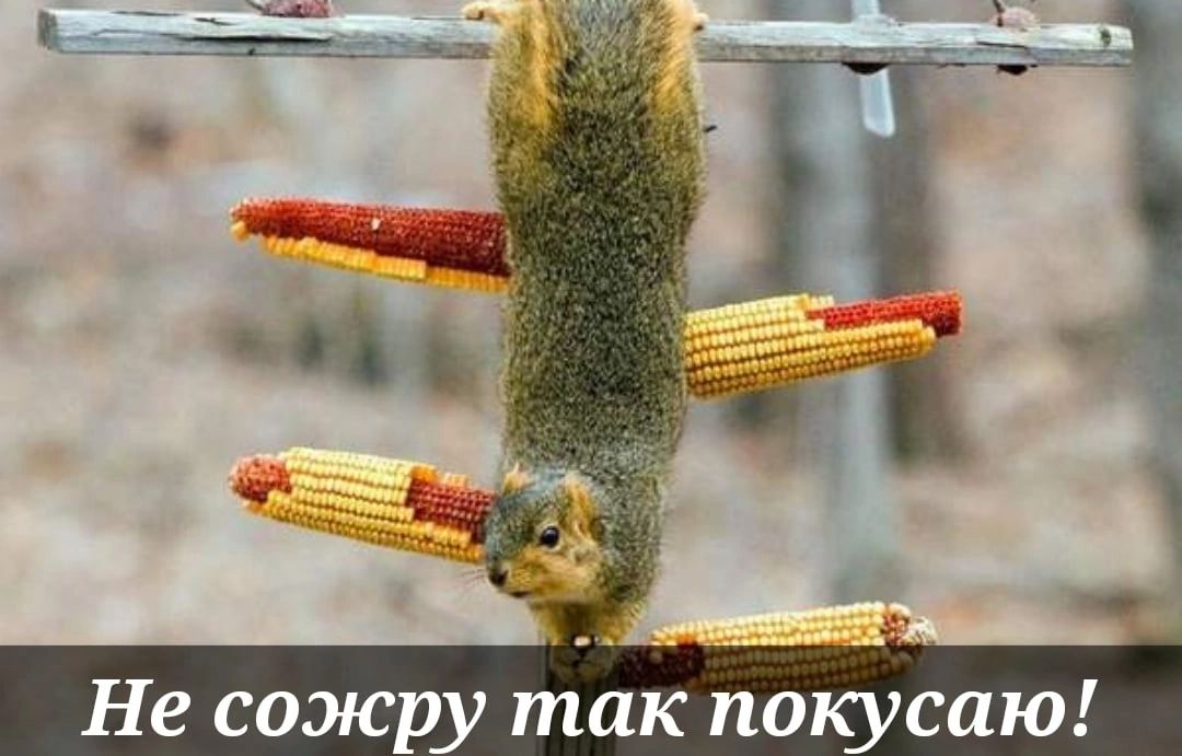 Не сожру так покусаю