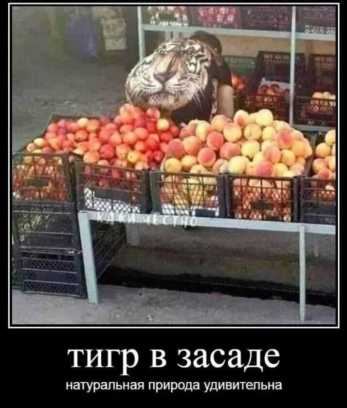 тигр в засаде натуральная прирща удивительна