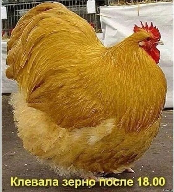 Ц __ _ Клевапа зерныгтбсле 1800