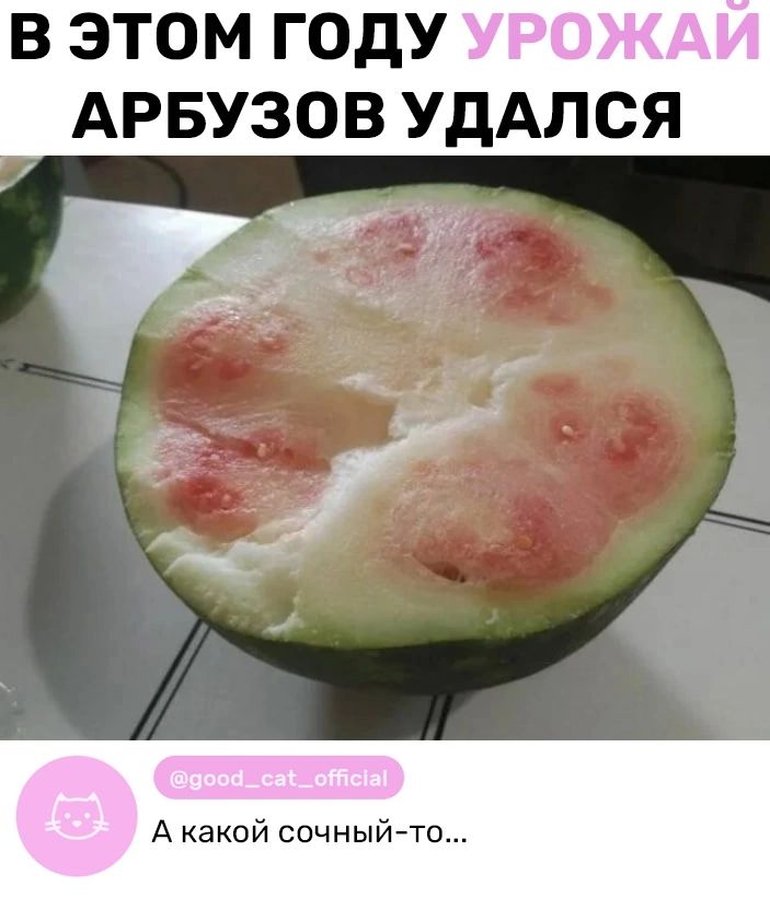 в этом году УРОЖАИ АРБУЗОВ УдАЛСЯ Г А какой сочный то
