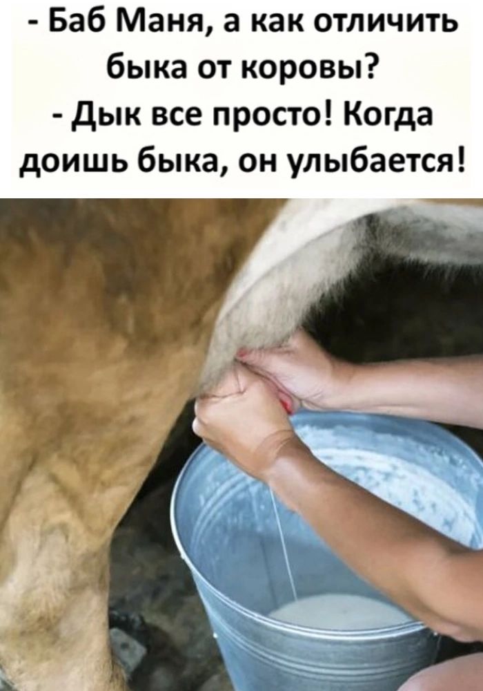 Баб Маня а как отличить быка от коровы дык все просто Когда доишь быка он улыбается