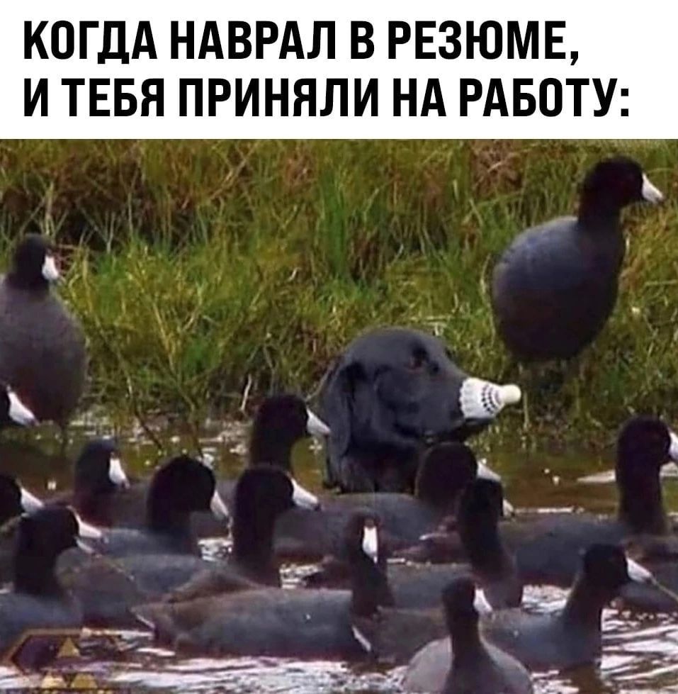 КОГДА НАВРАЛ В РЕЗЮМЕ И ТЕБЯ ПРИНЯЛИ НА РАБОТУ