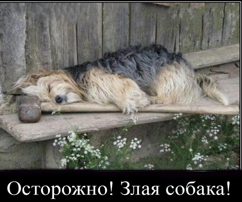 Осторожно Злая собака