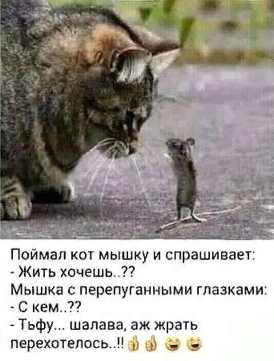 Поймал кот мышку и спрашивает Жить хочешьТ Мышка с перепуганными глазками С кем Тьфу шалава аж жрать перехотелось д _ _