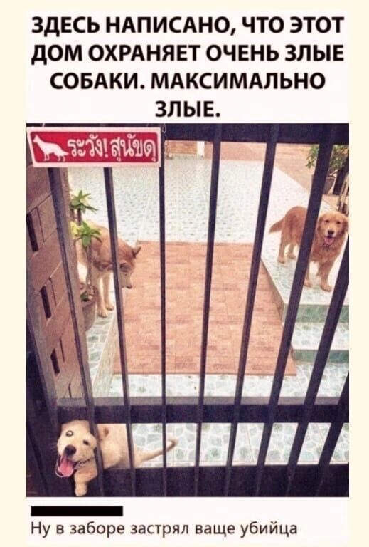 ЗДЕСЬ НАПИСАНО ЧТО ЭТОТ дОМ ОХРАНЯЕТ ОЧЕНЬ ЗЛЫЕ СОБАКИ МАКСИМАЛЬНО ЗЛЫЕ _ _ финн Ну заборе застрял ваще убийца