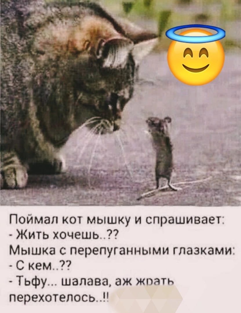 Поймал кот мышку и спрашивает Жить хочешь Мышка С ПЕРЕПУГЗННЫМИ ГЛЭЗКЗМИ С кем 77 Тьфу шалава аж жпать перехотепось