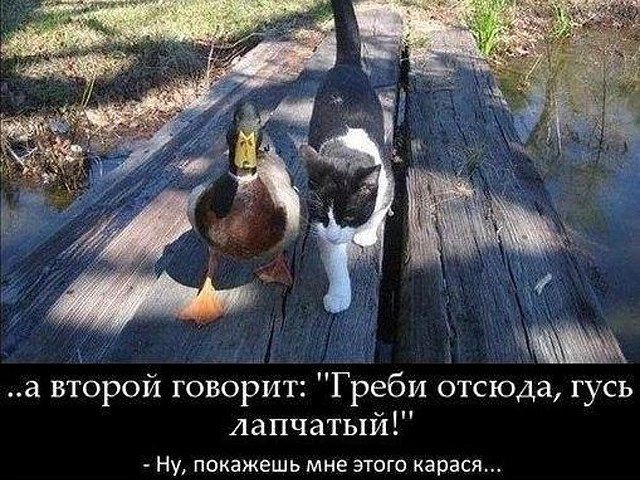 а второй говорит Греби отсюда гусь Аапчатый иу покажешь мне этого карася