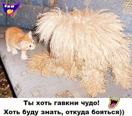 АЁЪ Ты хоть ганкии чудо Хоть буду знать откуда ваять ся