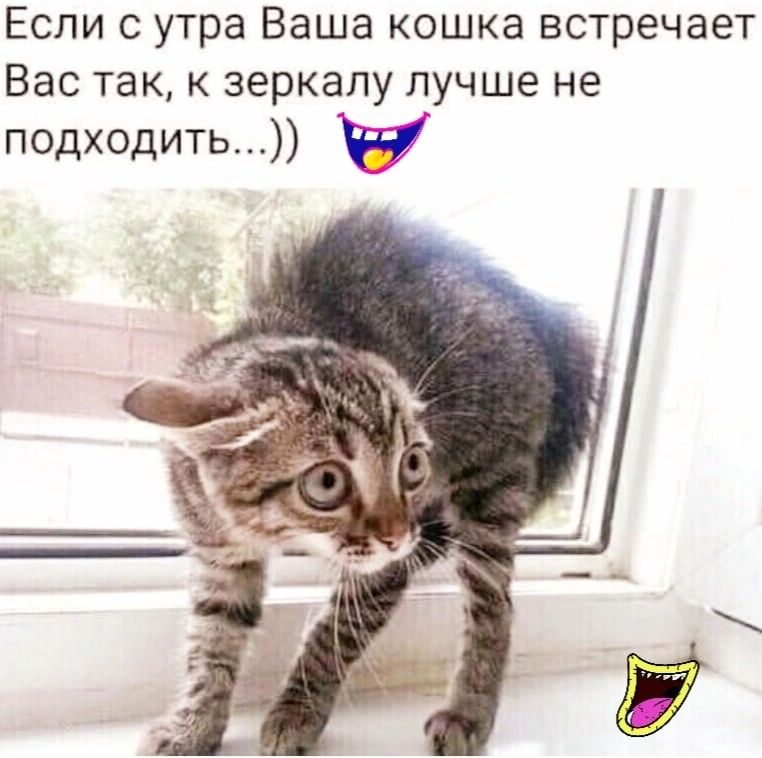 Встретила кошку