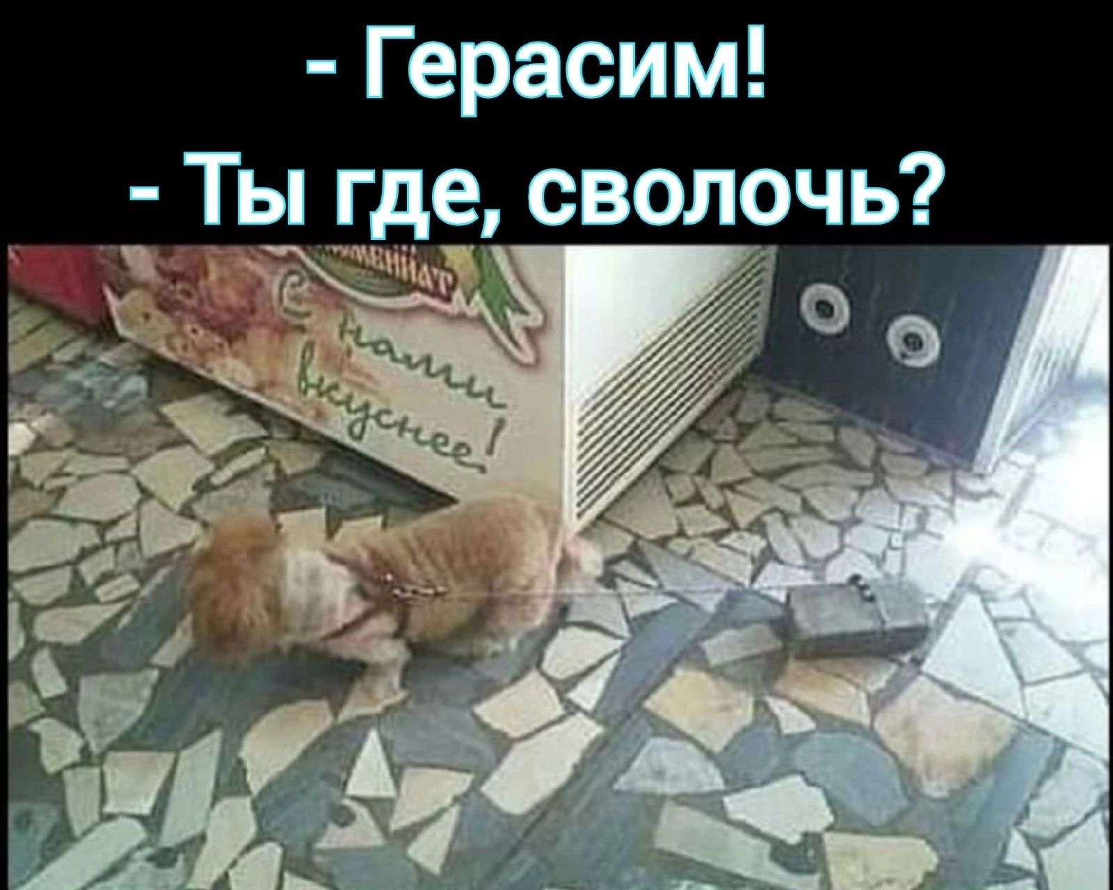 Герасим Ты где сволочь