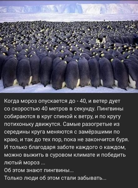 Когда мороз опускается до 40 и ветер дует со скоростью 40 метров в секунду Пингвины собираются в круг спииой ветру и по кругу потихоньку движутся Самые разогретые из середины руга меняются с замёрзшими по краю и так до тех пор пока не закончится буря И только благодаря заботе каждого каждом можно выжить в суровом климате и победить лютый мороз Об этом знают пингвины Только люди об этом стали забыв