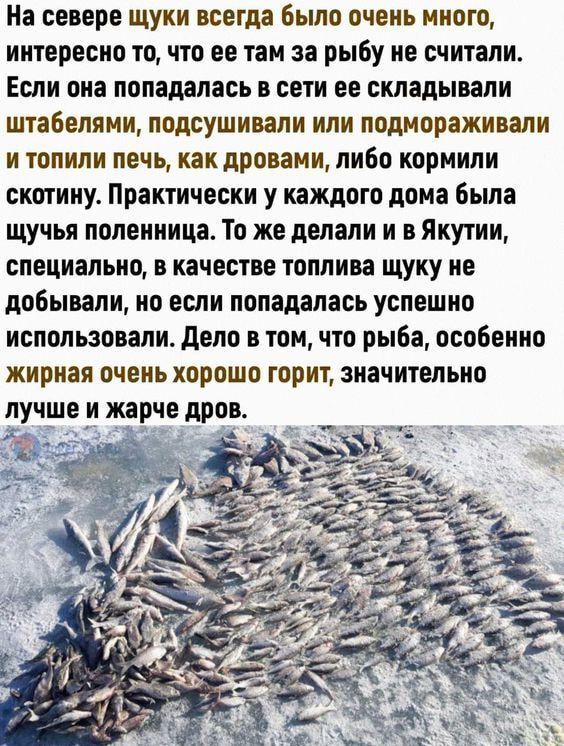 На севере щуки всегда Было очень много интересно точто ее там за рыбу не считали Если она попадалась в сети ее складывали штабелями лодоушнплн или подивражнпли и топили печь как дровами либо кормили скотнну Практически у каждого дома была щучья поленница То же делали и и Якутии специально в качестве топлива щуку не добывали но если попадалась успешно использовали дело в томчто рыба особенно жирная