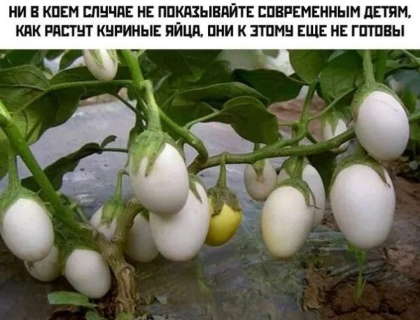 ИИ Е КПЕМ ЕЛШШЕ НЕ ППШЫВЦЙТЕ СПЕРЕМЕИНЫИ ЦЕПИ КПК РППЩ КНРИМЫЕ ПЙЦЛ ПИИ К ЭТП ЕЩЕ НЕ ГПТПЕЫ