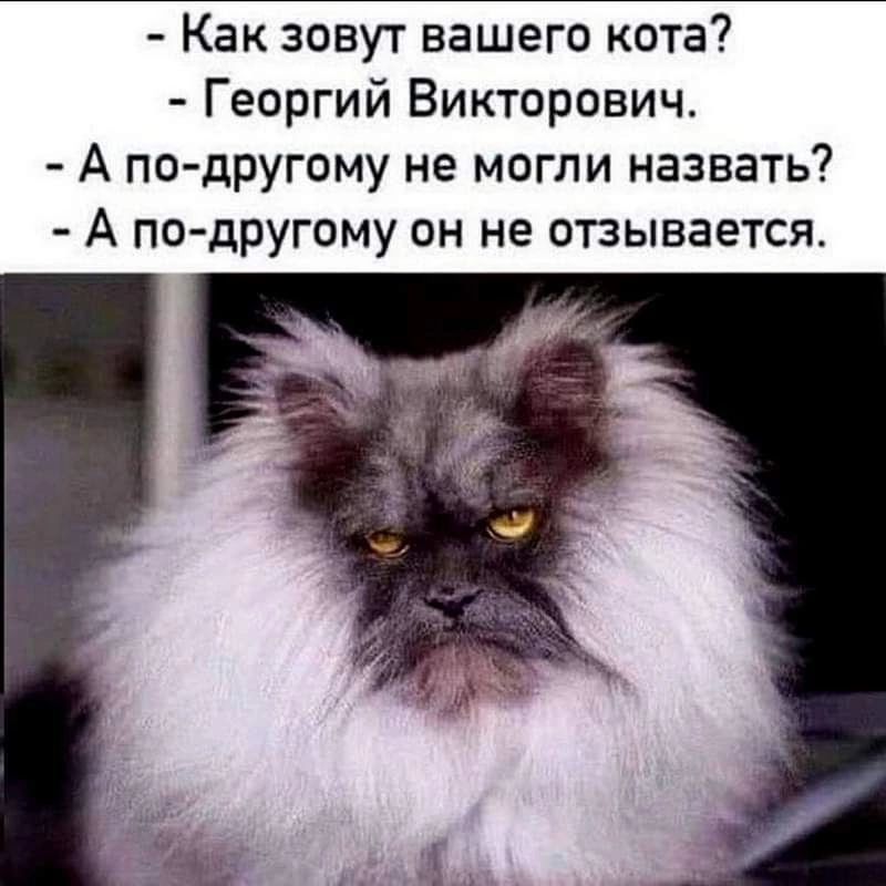 Как зовут вашего кота Георгий Викторович А по другому не могли назвать А по другому он не отзывается