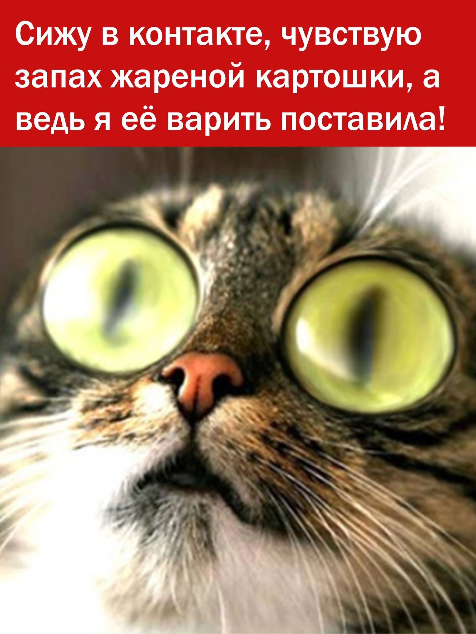 Сижу в контакте чувствую запах жареной картошки а ведь я её варить постаВИАа