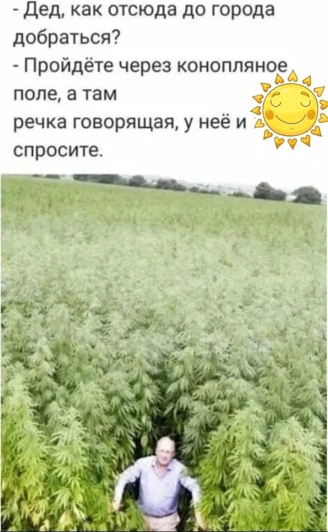 Дед как отсюда до города добраться Пройдёте через коноплянойеА поле а там