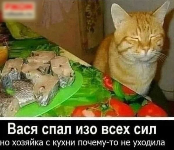 Вася СПЗЛ ИЗО ВСЕХ СИЛ НО хозяйка С КУХНИ ПОЧЕМУТО НЕ уходила