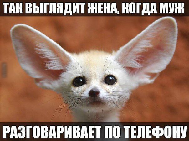 ПШ ВЫШПДИТ ЖЕНА НМШ МУШ РАЗШВАРИВАП ТШЕФВШ
