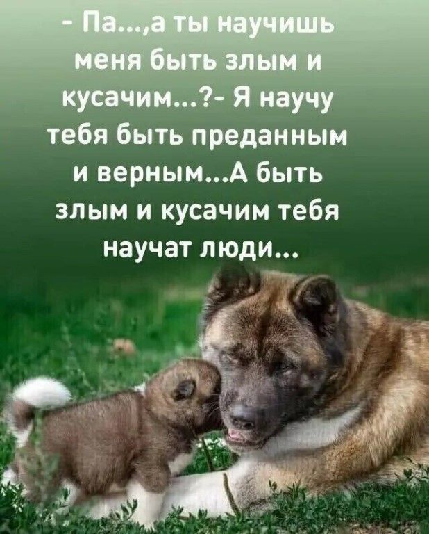 тевя быть преданным и вернымА быть злым и кусачим тебя научат люди