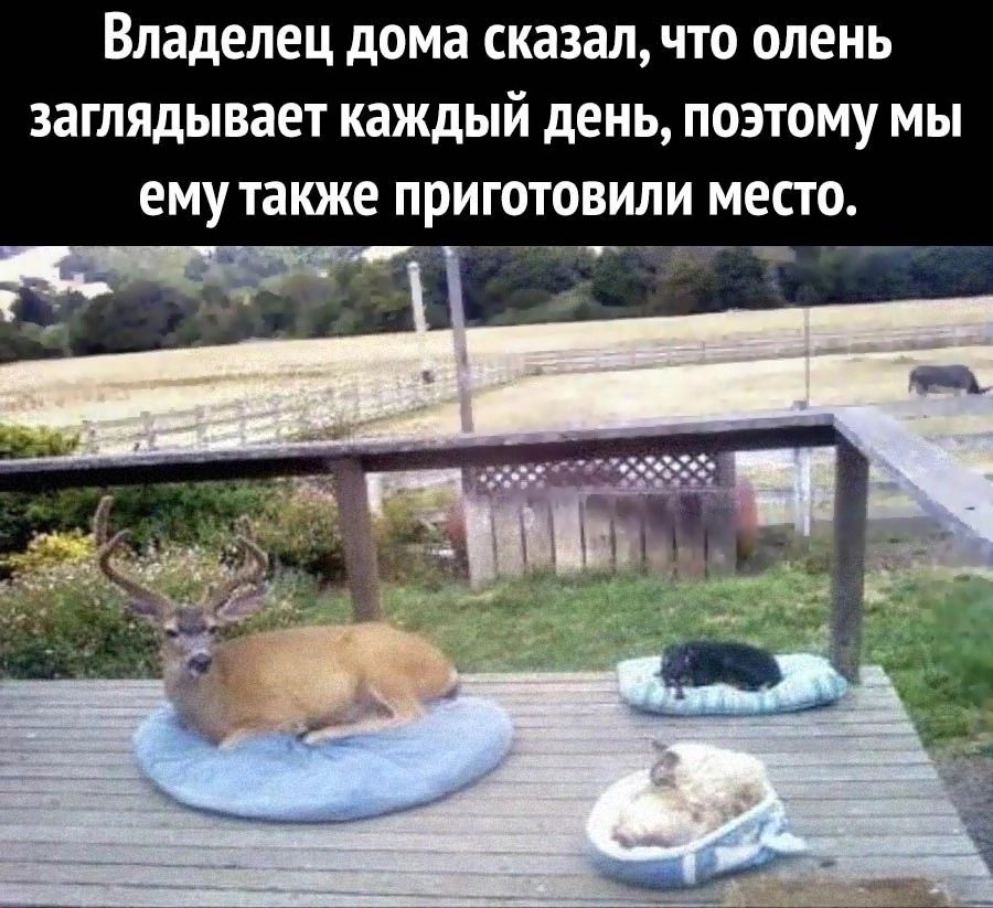 Владелец дОМЗ СКЗЗЗЛ ЧТО ОЛЕНЬ заглядывает каждый день ПОЭТОМУ МЫ емутакже ПРИГОТОВИЛИ МЕСТО