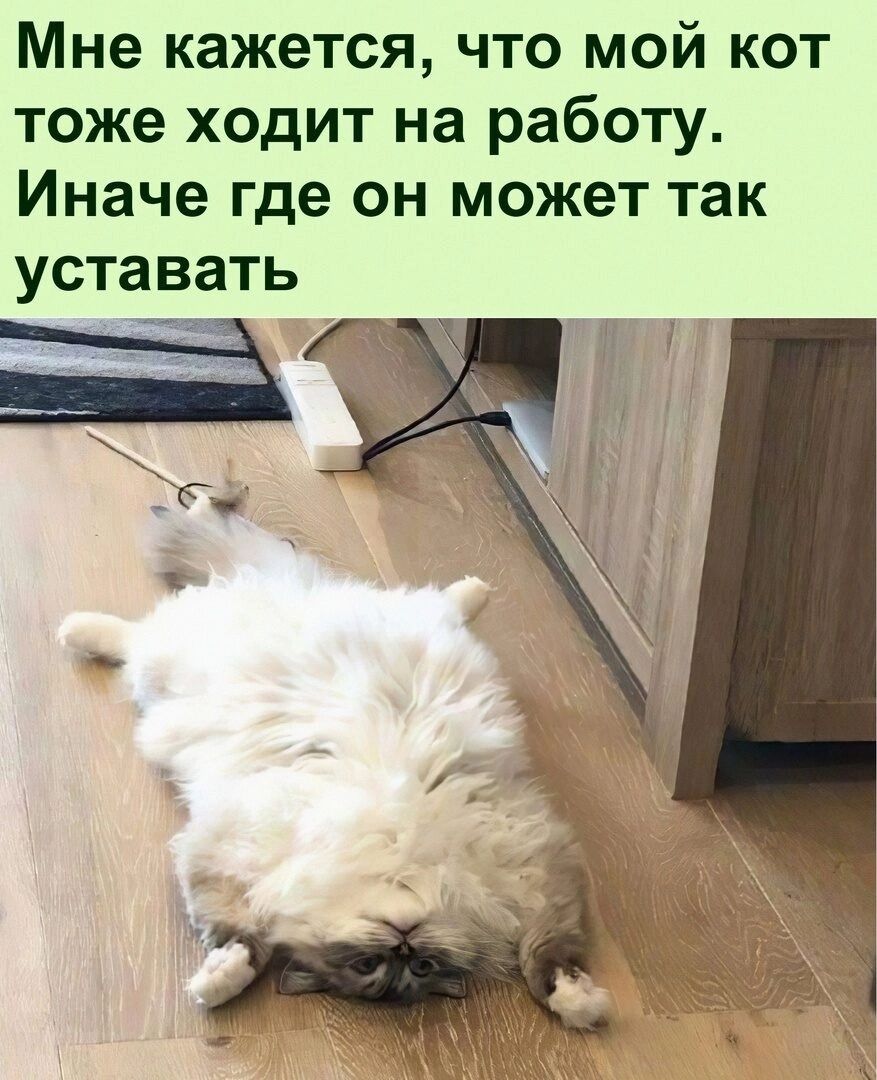 Работа иначе. Коты приколы с надписями против пылесоса. Fainted Cat.