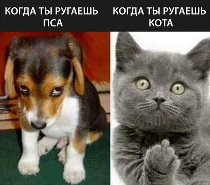 КОГДА ТЫ РУГАЕШЬ КОГДА ТЫ РУГАЕШЬ ПСА КОТА