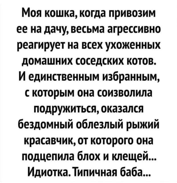 Моя кошка когда привозим ее на дачу весьма агрессивно реагирует на всех ухоженных домашних соседских котов И единственным избранным с которым она соизволила подружиться оказался бездомный облезлый рыжий красавчик от которого она подцепила блох и клещей Идиотка Типичная баба