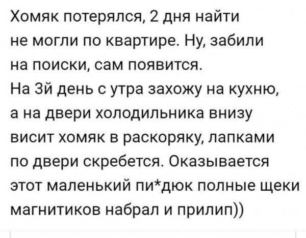 Хомяк потерялся 2 дня найти не могли по квартире Ну забили на поиски сам появится На Эй день с утра захожу на кухню а на двери холодильника внизу висит хомяк в раскоряку папками по двери скребется Оказывается этот маленький пидюк полные щеки магнитиков набрал и припип