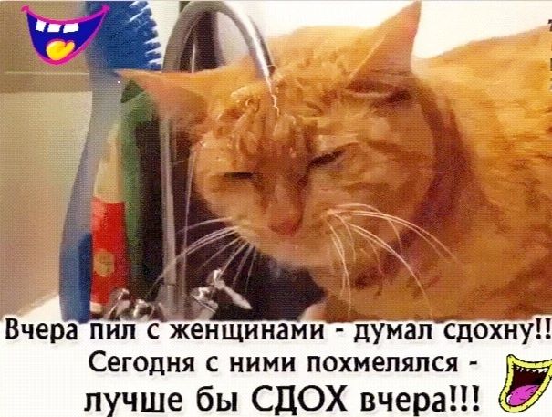 СЕГОДНЯ С НИМИ ПОХМеПЯПСЯ п чше бы СДОХ вчеа