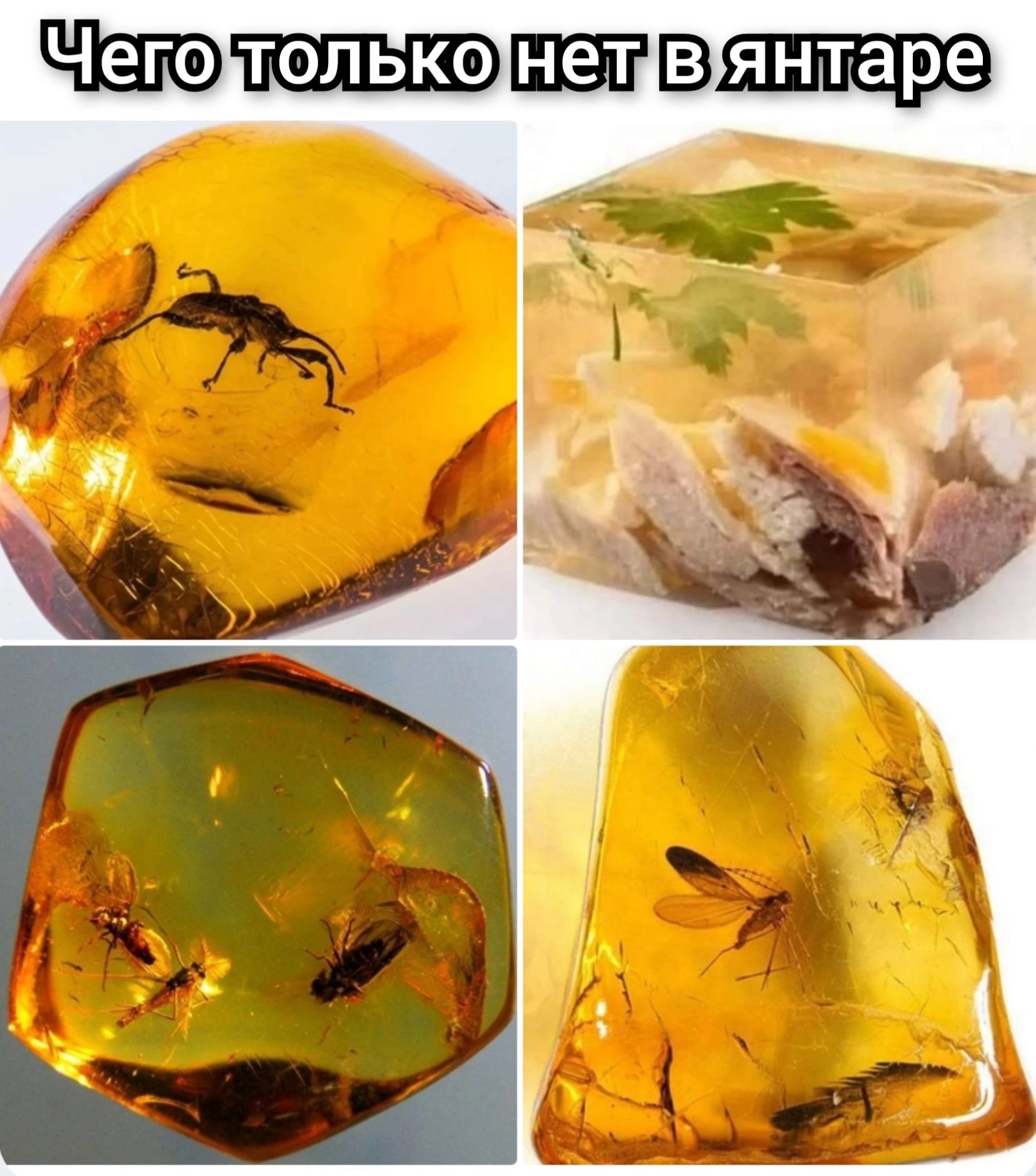 Чего ТОЛЬКО янтаре _ за