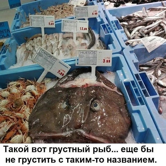 Такой вот грустный рыб еще бы не грустить с таким то названием