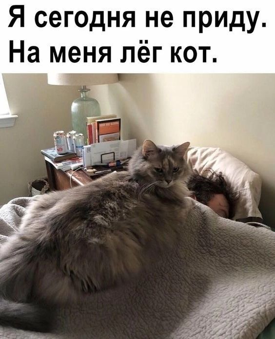 Я сегодня не приду На меня лёг кот