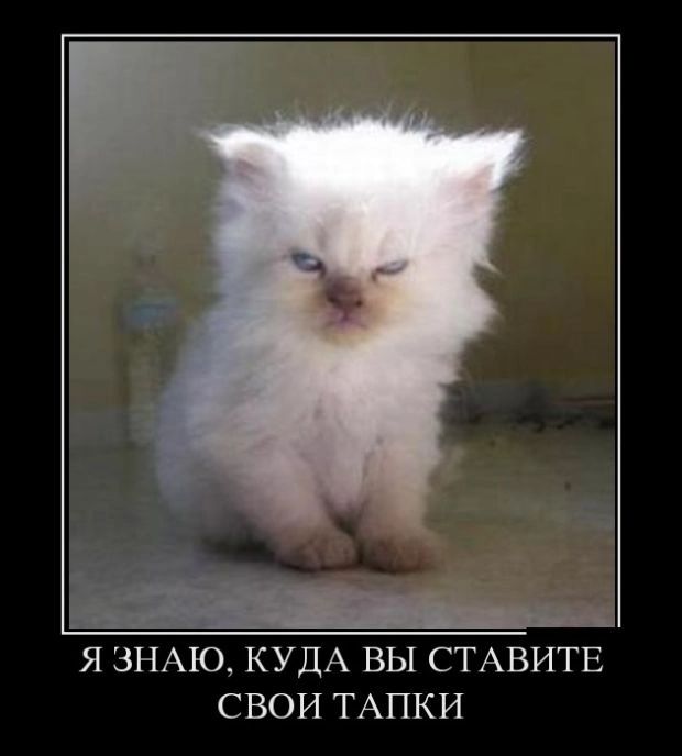 Я ЗНАЮ КУДА ВЫ СТАВИТЕ СВОИ ТАПКИ