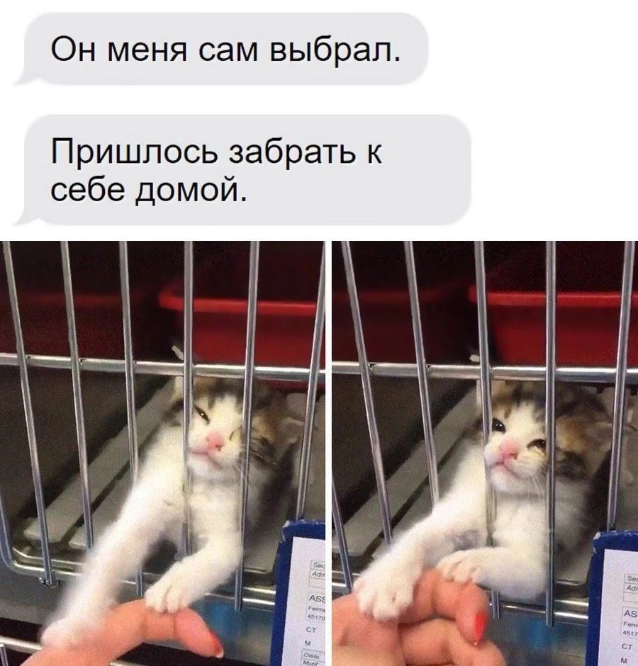 Он меня сам выбрал Пришлось забрать к себе домой