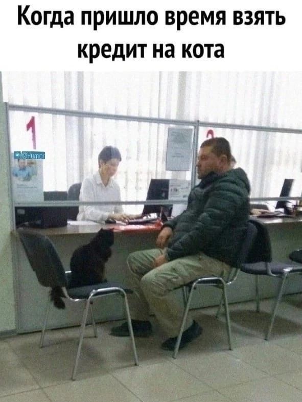 Когда пришло время ВЗЯТЬ КРЕДИТ на кота