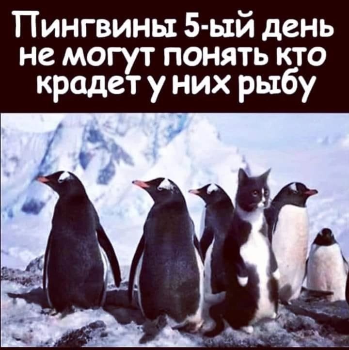 Пингвины 5 ый день не могут понять кто крадет у них рыбу