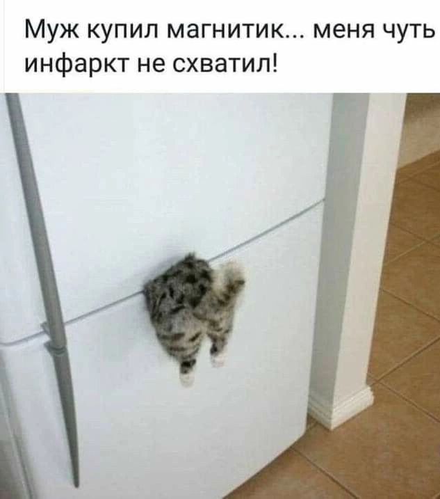 Муж купил магнитик меня чуть инфаркт не схватил