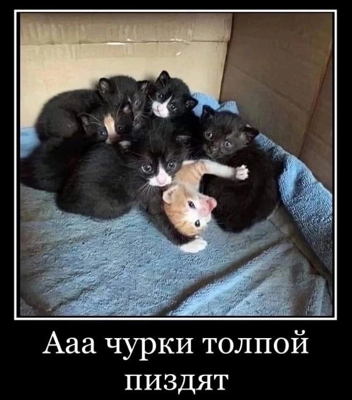 Ааа чурки толпой пиздят