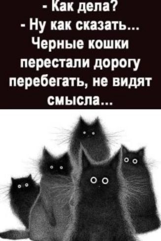 Как дела Ну как сказать Черные кошки перестали дорогу перебегать не видят смысла