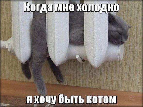 Когда МНЕЗЮППДНП я юш быть котом