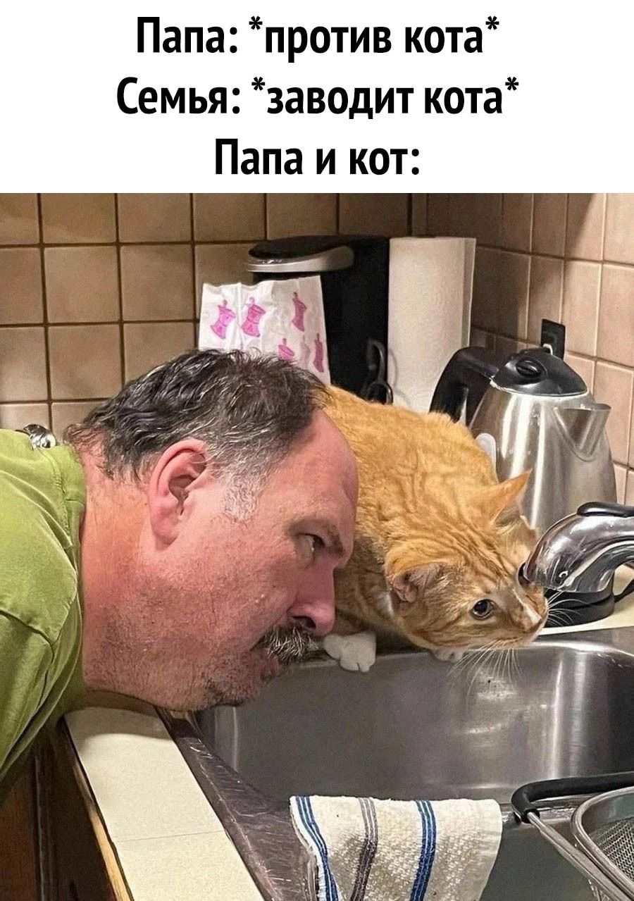 Папа против кота Семья заводит кота Папа и кот