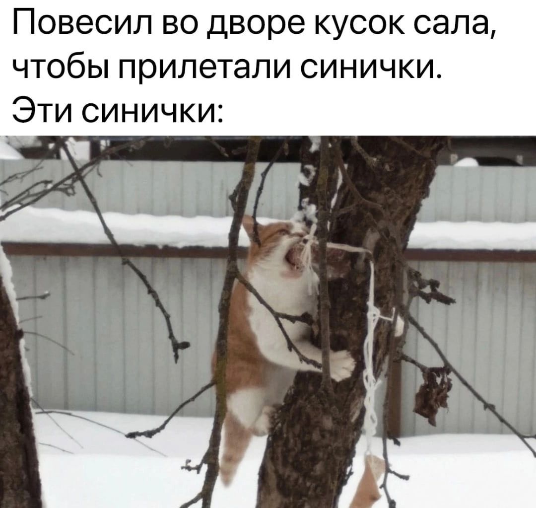 Повесил во дворе кусок сапа чтобы прилетали синички Эти синички