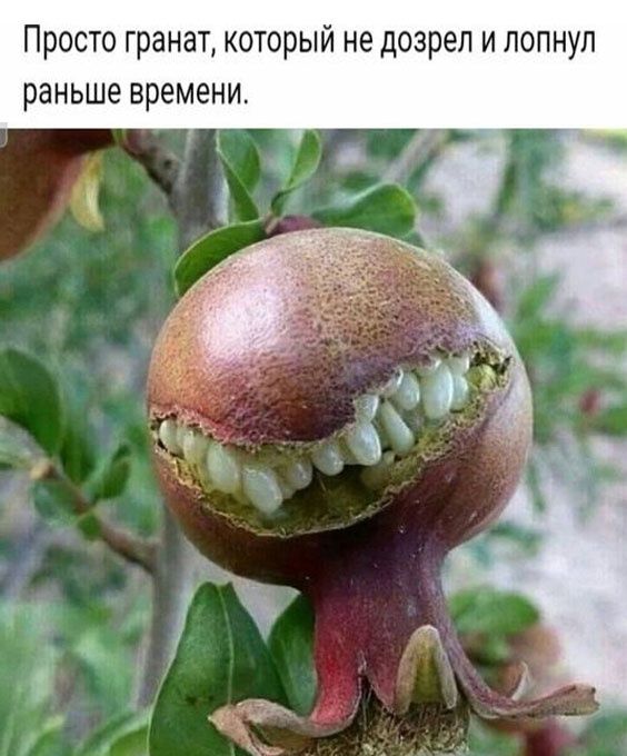 Просто гранат который не дозрел и лопнул раньше времени