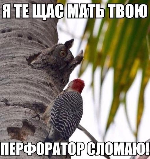 н т шлю ммтвпю 1 ПЕРФВРАТ0РВП0МАЮ