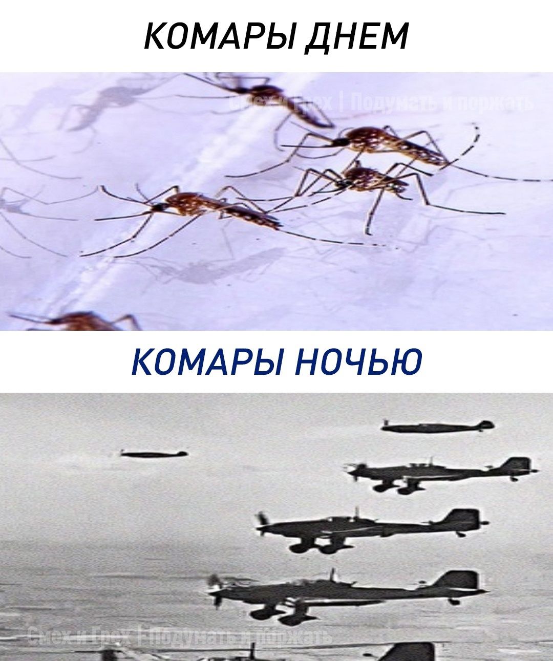 КОМАРЫ ДНЕМ КОМАРЫ НОЧЬЮ