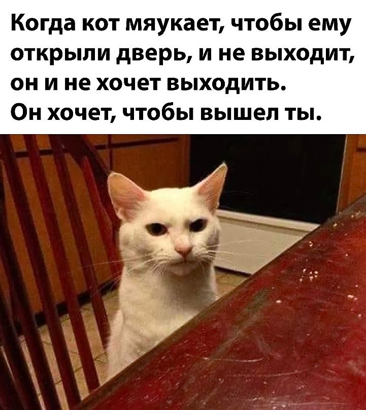 Когда кот мяукает чтобы ему открыли дверь и не выходит он и не хочет выходить Он хочет чтобы вышел ты