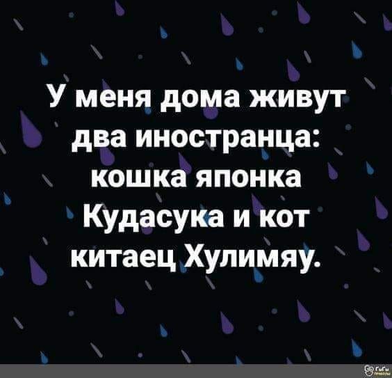 У меня дома живут два иностранца кошка японка Кудасука и кот китаец Хупи_мяу