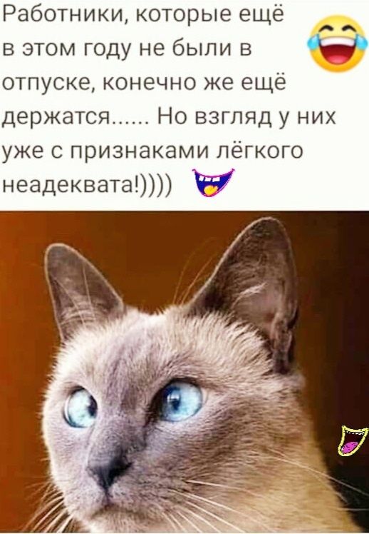 Работники которые ещё в этом году не были в отпуске конечно же ещё держатся Но взгляд у них уже с признаками лёгкого неадеквата