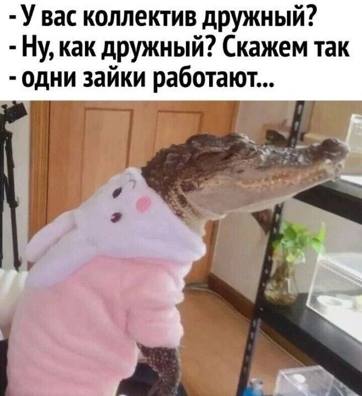 У вас коллектив дружный Ну как дружный Скажем так одни зайки работают