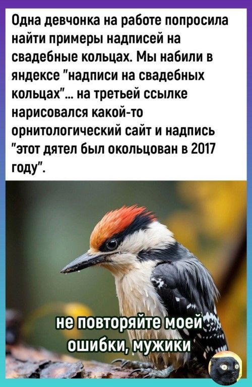 Одна девчонка на работе попросила найти примеры надписей на свадебные кольцах Мы набили в яндексе надписи на свадебных кольцах на третьей ссылке нарисовался какой то орнитологический сайт и надпись этот дятел был окольцован в 2017 году ндовтохряйте моей ошибкиуйП мужики